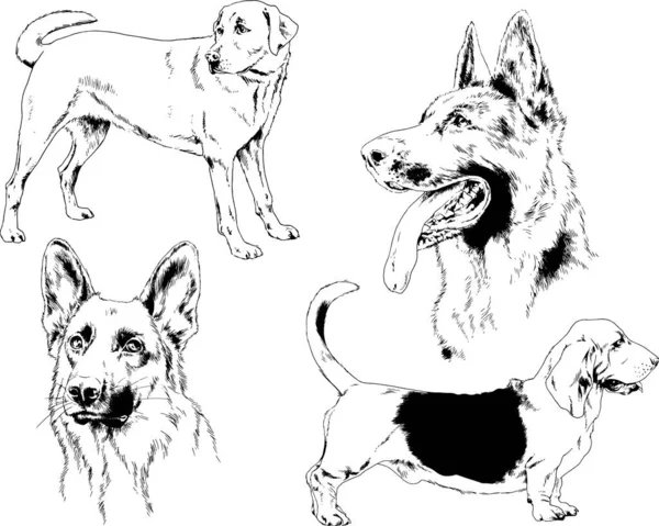 Desenhos Vetoriais Esboça Cães Pedigree Nas Prateleiras Desenhadas Tinta Mão —  Vetores de Stock