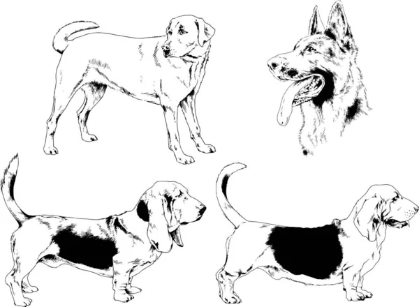 Dessins Vectoriels Croquis Chiens Pedigree Dans Les Supports Dessinés Encre — Image vectorielle