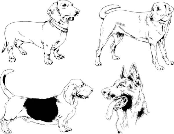 Desenhos Vetoriais Esboça Cães Pedigree Nas Prateleiras Desenhadas Tinta Mão — Vetor de Stock