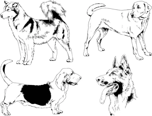 Desenhos Vetoriais Esboça Cães Pedigree Nas Prateleiras Desenhadas Tinta Mão —  Vetores de Stock