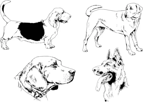 Dibujos Vectoriales Bocetos Pedigrí Perros Los Bastidores Dibujados Tinta Mano — Vector de stock