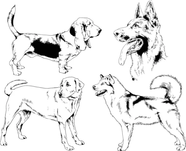 Desenhos Vetoriais Esboça Cães Pedigree Nas Prateleiras Desenhadas Tinta Mão —  Vetores de Stock