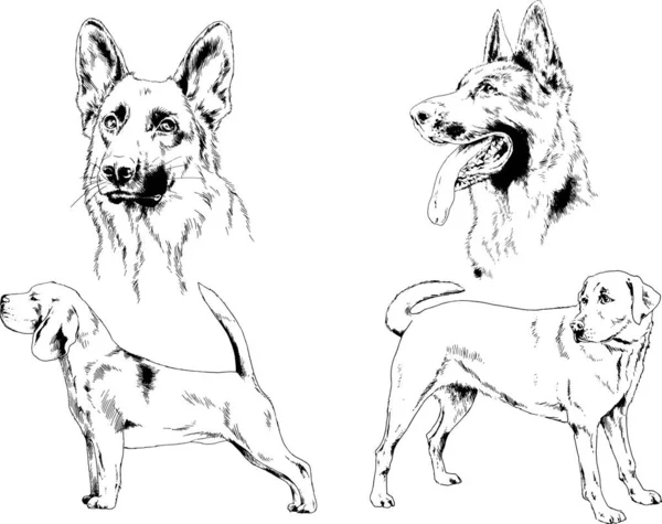 vektör çizim cins köpekler mürekkeple elle çizilmiş raflar içinde skeçler, arka plan ile obje