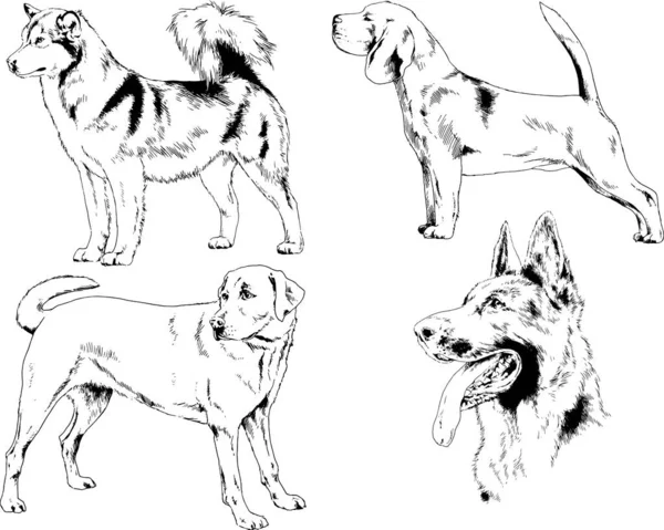 Dibujos Vectoriales Bocetos Pedigrí Perros Los Bastidores Dibujados Tinta Mano — Archivo Imágenes Vectoriales