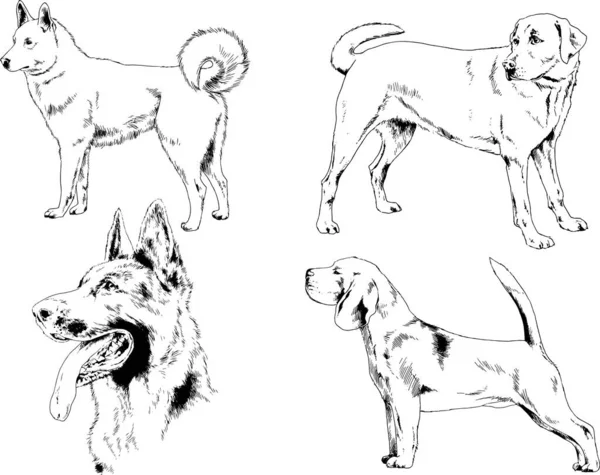 Dibujos Vectoriales Bocetos Pedigrí Perros Los Bastidores Dibujados Tinta Mano — Archivo Imágenes Vectoriales