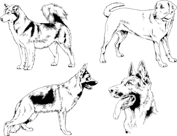 Vectortekeningen Schetst Stamboom Honden Rekken Met Hand Getekend Inkt Objecten — Stockvector