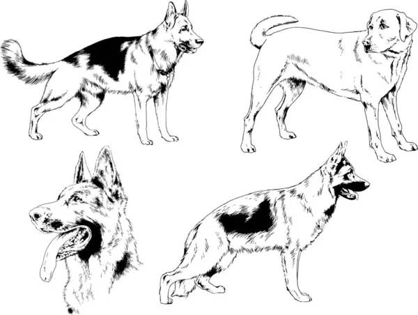 Dibujos Vectoriales Bocetos Pedigrí Perros Los Bastidores Dibujados Tinta Mano — Vector de stock