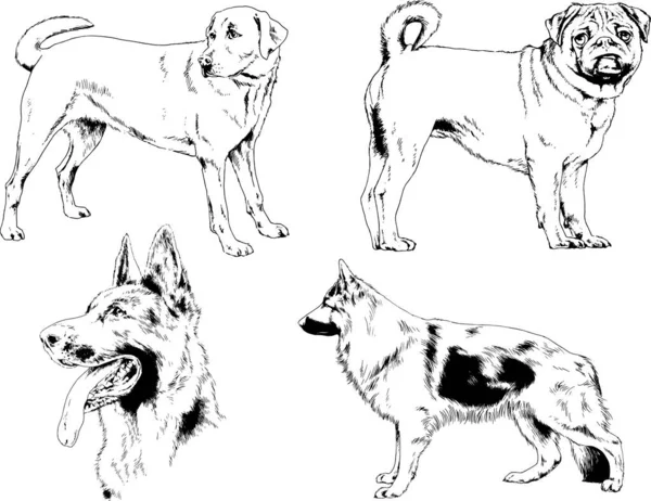 Dibujos Vectoriales Bocetos Pedigrí Perros Los Bastidores Dibujados Tinta Mano — Archivo Imágenes Vectoriales