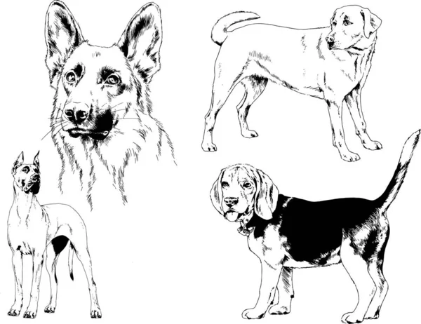 Disegni Vettoriali Schizzi Cani Pedigree Nei Rack Disegnati Inchiostro Mano — Vettoriale Stock