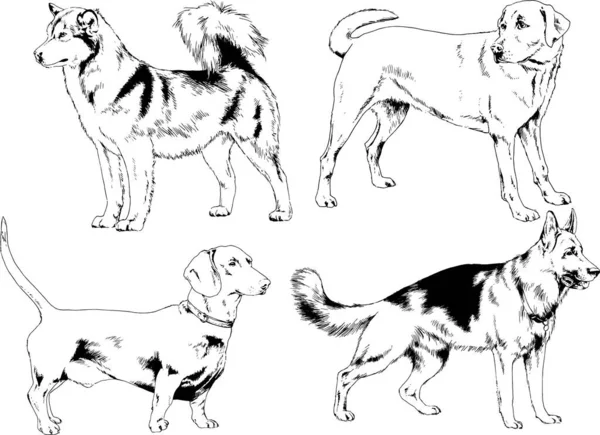 Dibujos Vectoriales Bocetos Pedigrí Perros Los Bastidores Dibujados Tinta Mano — Archivo Imágenes Vectoriales