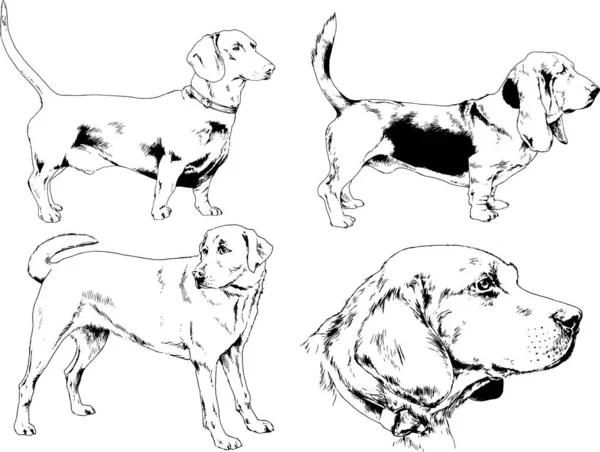 Desenhos Vetoriais Esboça Cães Pedigree Nas Prateleiras Desenhadas Tinta Mão — Vetor de Stock