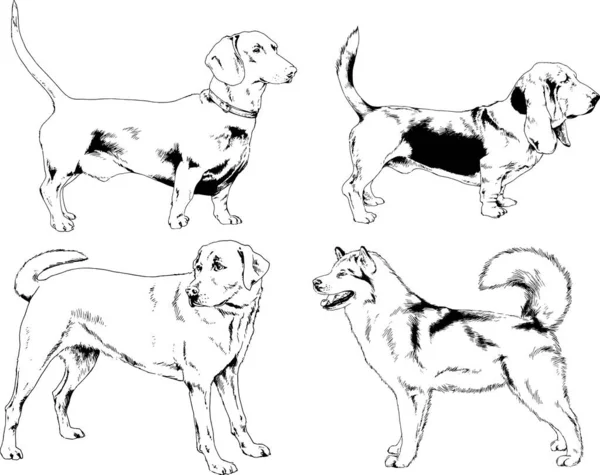 Desenhos Vetoriais Esboça Cães Pedigree Nas Prateleiras Desenhadas Tinta Mão —  Vetores de Stock