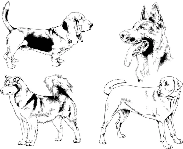 矢量绘图在用墨水绘制的衣架上的系谱犬 没有背景的对象 — 图库矢量图片