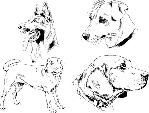 Dibujos Vectoriales Bocetos Pedigrí Perros Los Bastidores Dibujados Tinta Mano — Archivo Imágenes Vectoriales