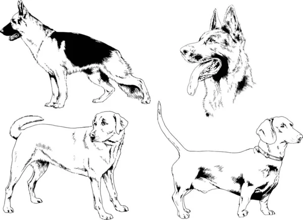 Disegni Vettoriali Schizzi Cani Pedigree Nei Rack Disegnati Inchiostro Mano — Vettoriale Stock