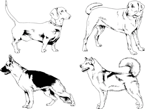 Desenhos Vetoriais Esboça Cães Pedigree Nas Prateleiras Desenhadas Tinta Mão —  Vetores de Stock