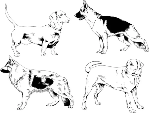 Dibujos Vectoriales Bocetos Pedigrí Perros Los Bastidores Dibujados Tinta Mano — Vector de stock