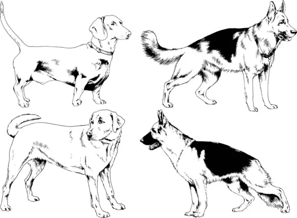 Desenhos Vetoriais Esboça Cães Pedigree Nas Prateleiras Desenhadas Tinta Mão —  Vetores de Stock