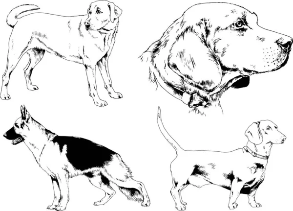 Dibujos Vectoriales Bocetos Pedigrí Perros Los Bastidores Dibujados Tinta Mano — Vector de stock