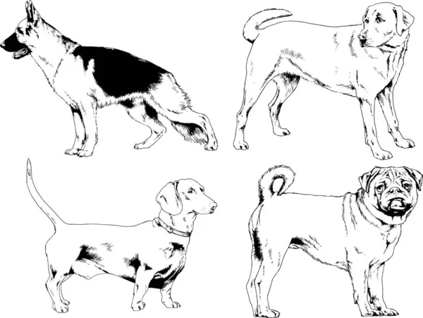 Desenhos Vetoriais Esboça Cães Pedigree Nas Prateleiras Desenhadas Tinta Mão — Vetor de Stock