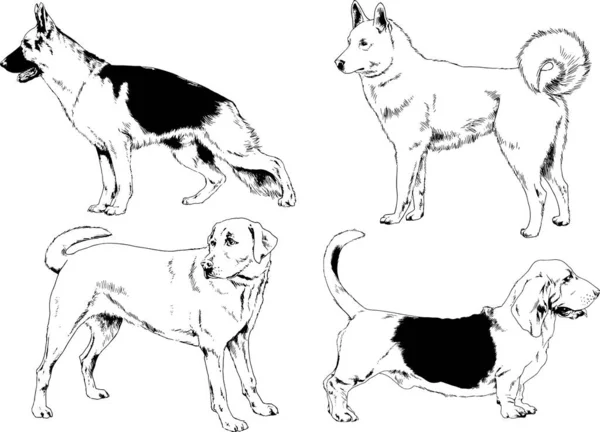 ベクター描画インクで手書きのラックの血統の犬をスケッチ 背景がないオブジェクト — ストックベクタ