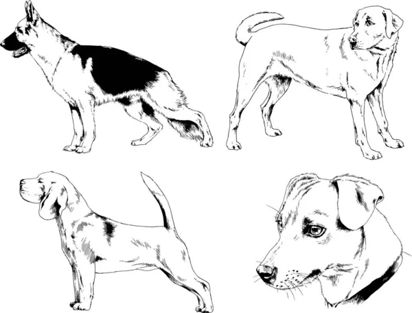 Dibujos Vectoriales Bocetos Pedigrí Perros Los Bastidores Dibujados Tinta Mano — Vector de stock