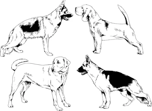 Desenhos Vetoriais Esboça Cães Pedigree Nas Prateleiras Desenhadas Tinta Mão —  Vetores de Stock