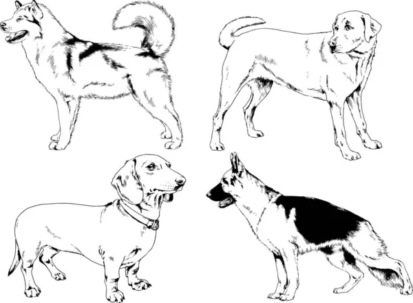 Dessins Vectoriels Croquis Chiens Pedigree Dans Les Supports Dessinés Encre — Image vectorielle