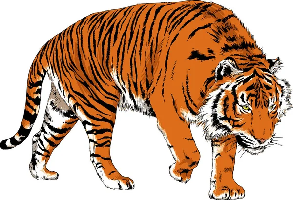 Tiger Mit Tusche Aus Den Händen Eines Raubtier Tattoo Logos — Stockvektor