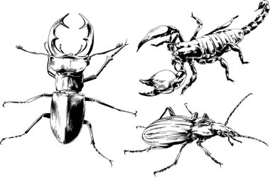 Vektör çizimleri farklı böcekler çizer. Akrepler, mürekkeple çizilen örümcekler, arka planı olmayan nesneler.