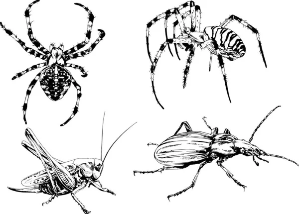 Dessins Vectoriels Esquisse Différents Insectes Insectes Scorpions Araignées Dessinées Encre — Image vectorielle