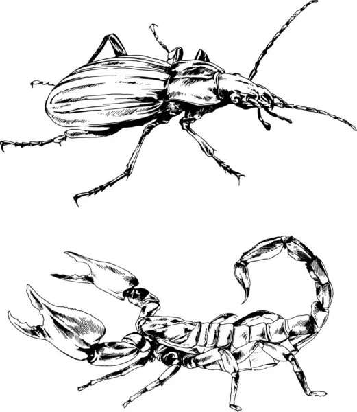 Disegni Vettoriali Schizzi Insetti Diversi Insetti Ragni Scorpioni Disegnati Mano — Vettoriale Stock