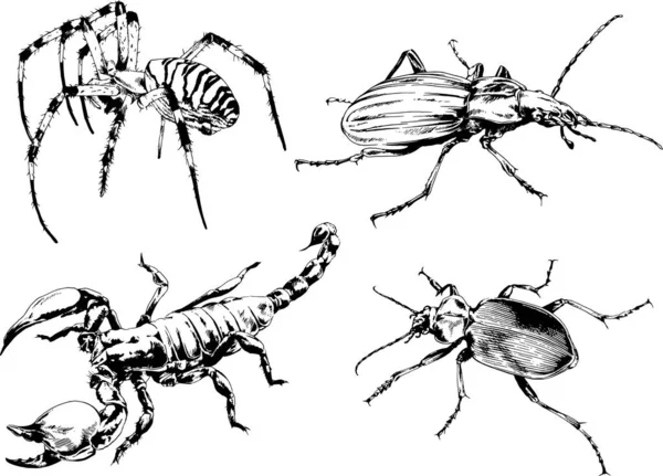 Vector Drawings Sketches Different Insects Bugs Scorpions Spiders Drawn Ink — Stock Vector