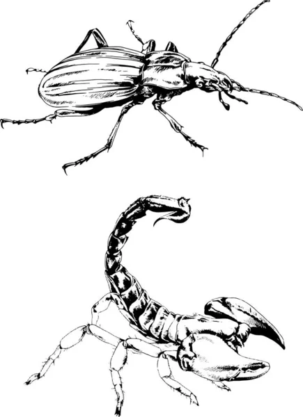 Desenhos Vetoriais Esboços Diferentes Insetos Insetos Escorpiões Aranhas Desenhadas Tinta —  Vetores de Stock