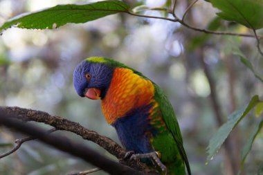 Gökkuşağı Lori papağan Loro Parque Tenerife '