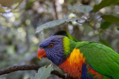 Gökkuşağı Lori papağan Loro Parque Tenerife '