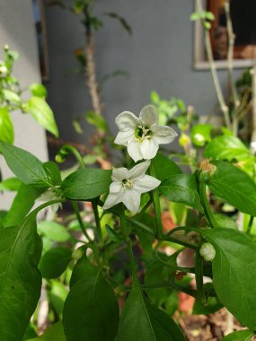 Yeşil bitkiden yeni çiçekler açtı - yakın plan