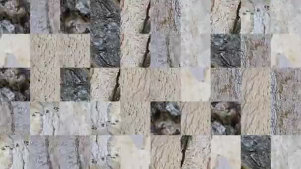 Vídeo Abstracto Las Texturas Mosaico Los Fragmentos Corteza Del Árbol — Vídeos de Stock