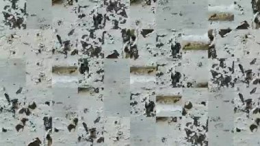 Beyaz kabuklu duvardaki elementlerin mozaik dokularının soyut videosu. Arkaplan tasarımı. Arkaplan. Duvar Kağıdı.