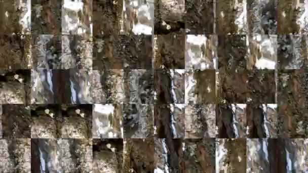 Beyaz Boyalı Kahverengi Ağaç Kabuğundaki Elementlerin Mozaik Dokularının Soyut Videosu — Stok video