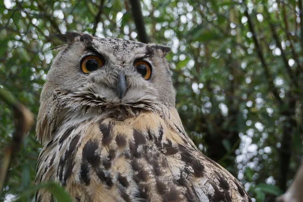 The eyes of eagle owl