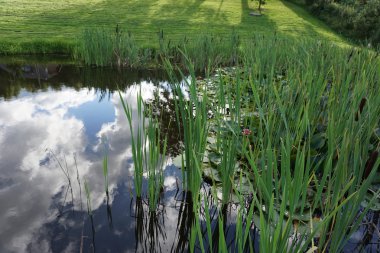 Lily çiçekler ile göl