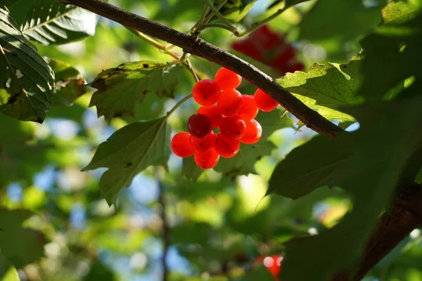 Berries of arrowwood on the sun — Stock Photo, Image
