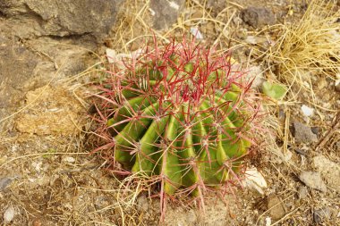 Yuvarlak kaktüs Park