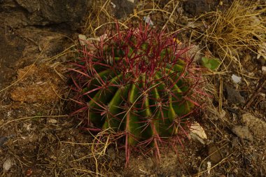 Küresel kaktüs Park