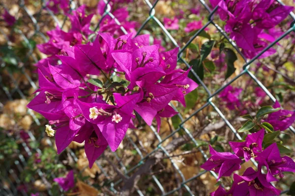 Nice plant with violet leaves against chain link