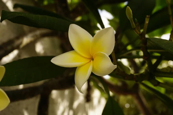 Flor de magnólia na árvore — Fotografia de Stock