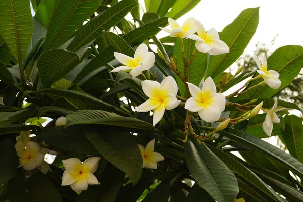 Várias flores de magnólia — Fotografia de Stock