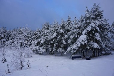 2 numaralı banklı kış ormanı