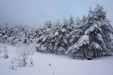 Banklı kış ormanı